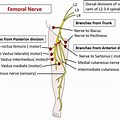 Femoral Nerve Entrapment Location