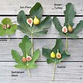 Fig Tree Leaf Types