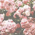 Flower Tumblr Vintage Floral Background