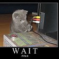 Funny Cat Computer Meme