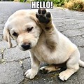 Funny Hello Dog Memes