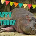 Funny Hippo Happy Birthday