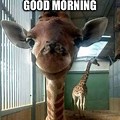 Funny Memes About Good Morning