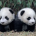 Giant Panda Bear Babies