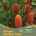 Ginger Garden Azerai