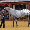 Gray Appaloosa Quarter Horse Yearling