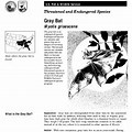 Gray Bat Fact Sheet