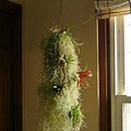 Growing Spanish Moss as a House Plant