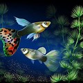 Guppy Fish Wallpaper HD