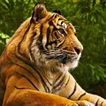 HD 1080P Wallpapers for PC Animals