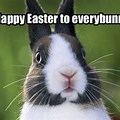 Happy Easter Funny Bunny Memes