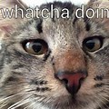 Hello Funny Cat Memes