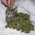 High Cat Weed