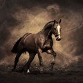 Horse Wallpaper 300 Dpi