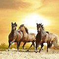 Horse Wallpaper for Kindle