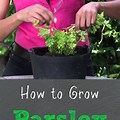 How to Grow Parsley From Seed