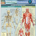 Human Anatomy Learning Process