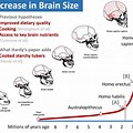 Human Brain Evolution Timeline