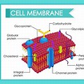 Human Cell Membrane Structure
