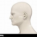 Human Head Side View
