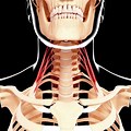 Human Neck Anatomy