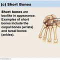 Human Skeleton Short Bones