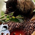 Indonesian Kopi Luwak Coffee