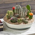 Indoor Dish Garden Cactus