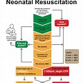 Initial Steps of Neonatal Resuscitation