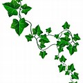 Ivy Vines Transparent Background
