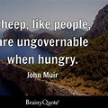 John Muir Quotes About Sheep