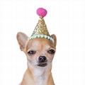 Kermit the Dog Birthday Hat