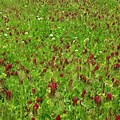 Lilies of the Valley Crimson Clover