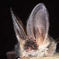 Long Ear Bat