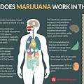 Marijuana Effects On the Human Brain