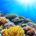 Marine Life and Underwater Scenery