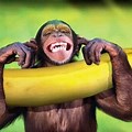 Monkey Laughing Banana Phone