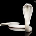 Monocled Cobra White Backdrop