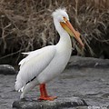 Most Beautiful White Pelican Picture