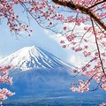 Mount Fuji Cherry Blossom Wallpaper