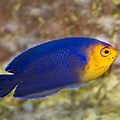 Navy Blue Aquarium Fish