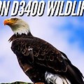 Nikon D3400 Wildlife Photography