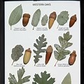 Oak Tree Leaf Identification Chart