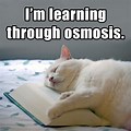 Osmosis Meme PDF