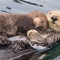 Otter Holding Baby