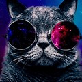 Picture of a Cute Cat with Galaxy Sunglasses