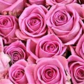 Pink Roses Background with Quotes