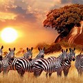 Places to Visit in Africa for Kids