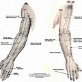 Pressure Points On Inside Arm