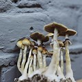 Psilocybin Cubensis Mycelium